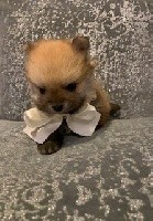 CHIOT