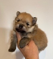 CHIOT