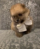 CHIOT