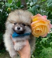 POMPOM